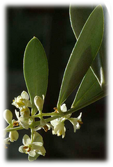FRAGRANZA AMBIENTE ULIVO NOBILE